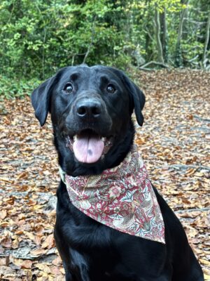 William Morris Red Strawberry Thief Dog Bandana Large/ XL